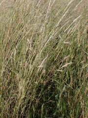 Aristida congesta congesta