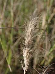 Aristida congesta congesta