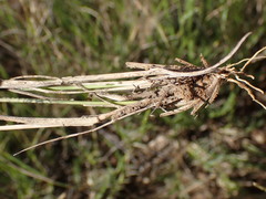 Aristida congesta congesta