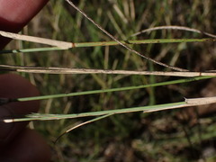 Aristida congesta congesta