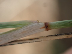 Aristida congesta congesta