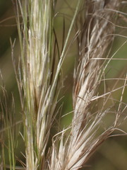 Aristida congesta congesta