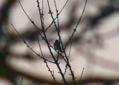 Turdus iliacus