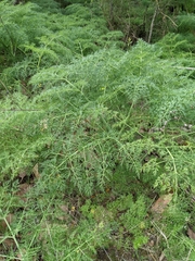 Ferula glauca
