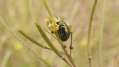 Colaphellus apicalis