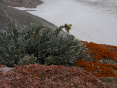Artemisia glacialis