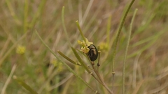 Colaphellus apicalis