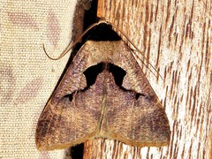 Anoba atriplaga