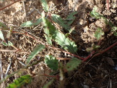 Corchorus asplenifolius