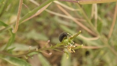 Colaphellus apicalis