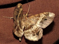Chiasmia umbrata