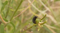 Colaphellus apicalis