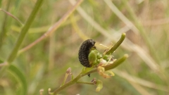 Colaphellus apicalis