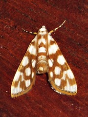 Obtusipalpis pardalis