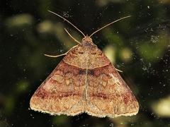 Mocis mutuaria