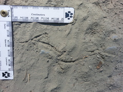 Dendragapus fuliginosus