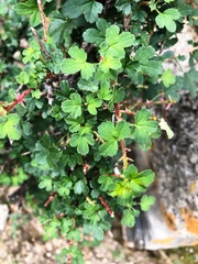 Ribes aciculare