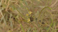 Colaphellus apicalis