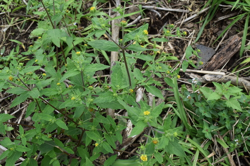 Sigesbeckia orientalis observed 2021-03-10