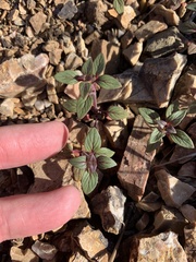 Acanthomintha lanceolata