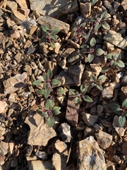 Acanthomintha lanceolata