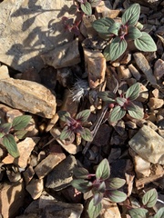 Acanthomintha lanceolata