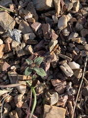 Acanthomintha lanceolata