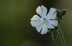 Silene latifolia