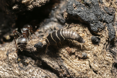 Lepisma