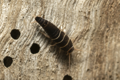 Lepisma