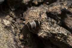 Lepisma