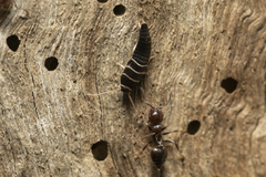 Lepisma