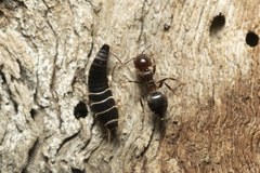 Lepisma