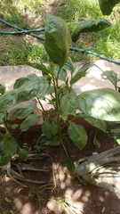 Capsicum baccatum