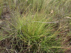 Setaria sphacelata torta