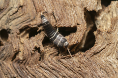 Lepisma