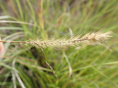 Setaria sphacelata torta