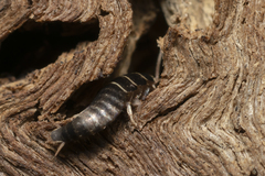 Lepisma