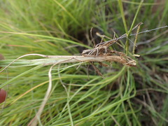 Setaria sphacelata torta