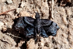 Helias phalaenoides