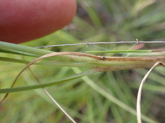 Setaria sphacelata torta
