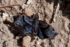 Helias phalaenoides