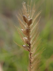 Setaria sphacelata torta