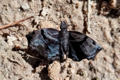 Helias phalaenoides
