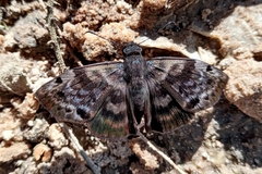 Ebrietas