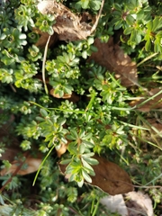 Galium mollugo