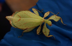 Phylliinae