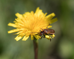 Cantharis coronata