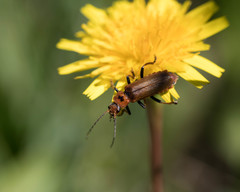 Cantharis coronata