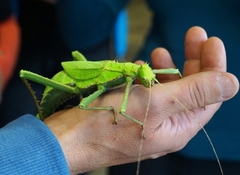 Heteropteryx dilatata